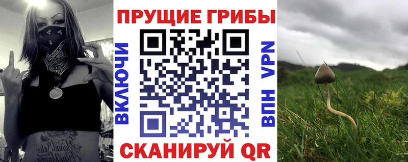 дарнет шоп  Чехов  Псилоцибиновые грибы прущие грибы 